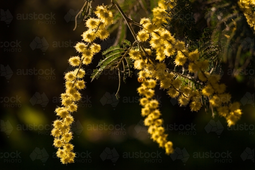Backlit golden wattle blossoms. - Australian Stock Image