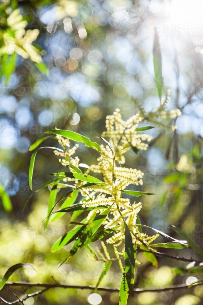 Backlit golden wattle flowering in bushland - Australian Stock Image