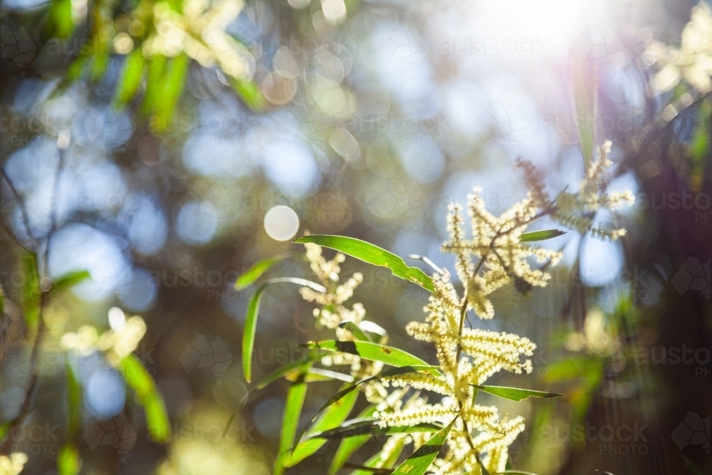 Backlit golden wattle flowering in bushland - Australian Stock Image