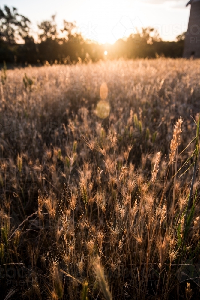 Backlit grass in the sun - Australian Stock Image