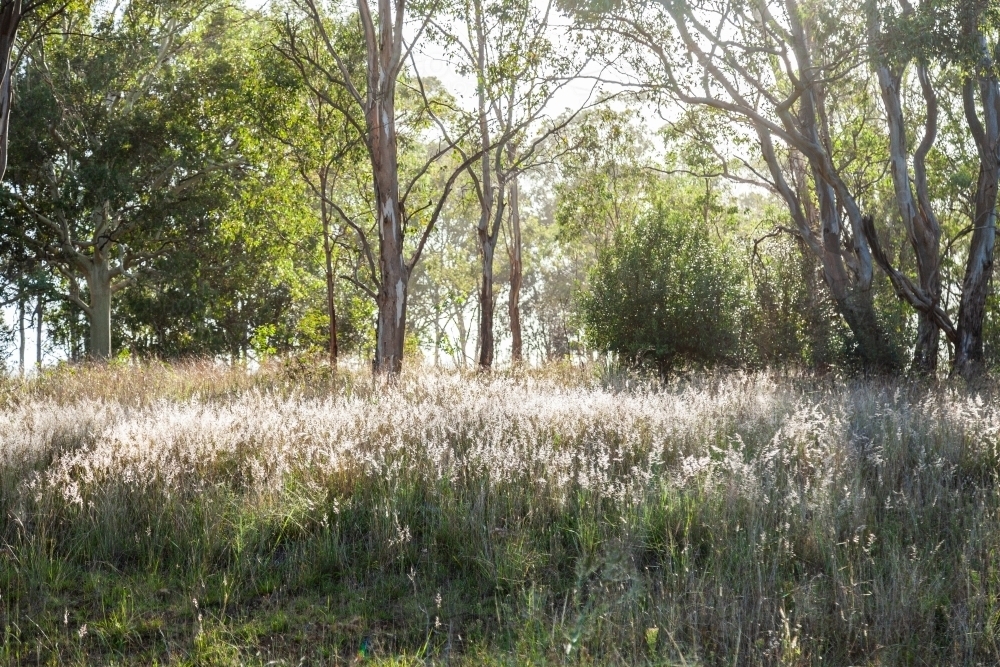 backlit grass seed heads and gum tree bushland landscape - Australian Stock Image