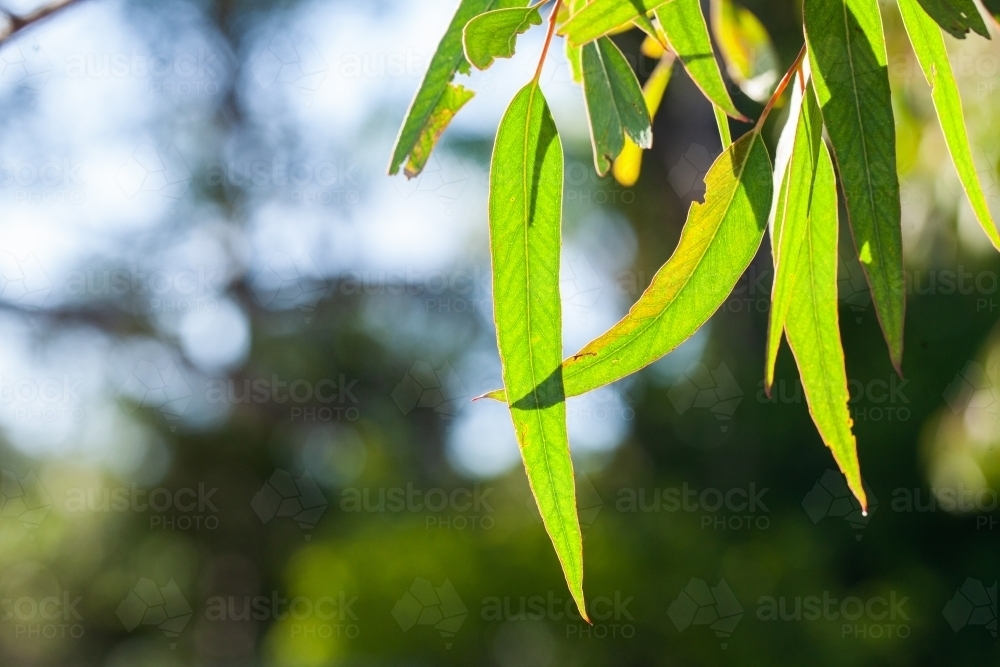 Backlit green gum leaves with copy space - Australian Stock Image