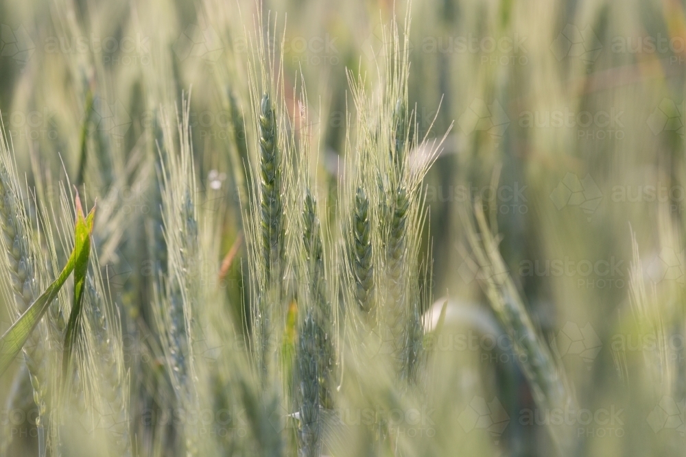 Backlit green heads of wheat - Australian Stock Image