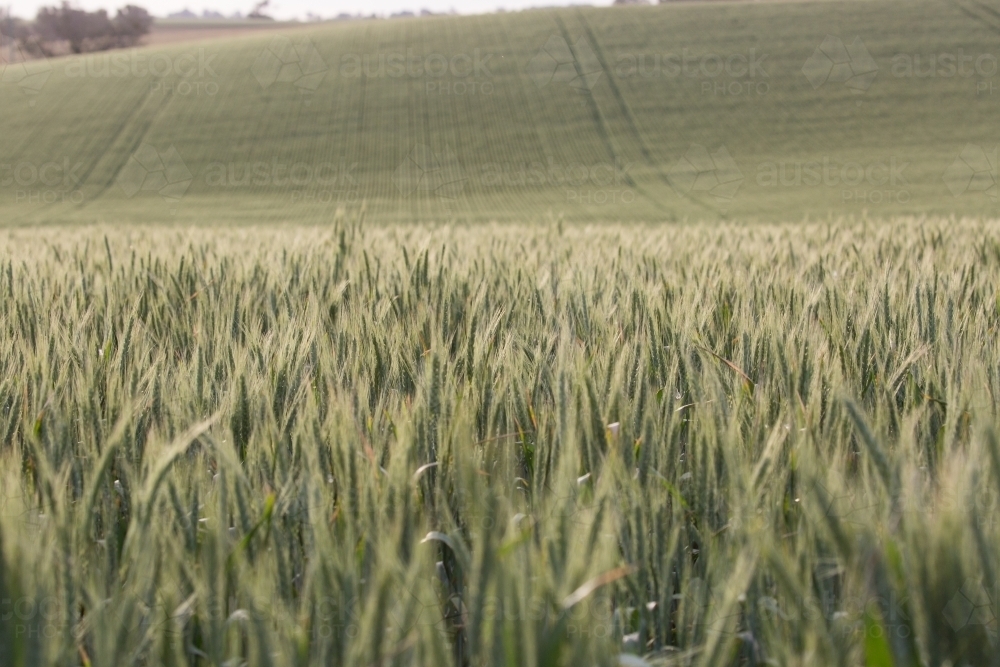 Backlit green heads of wheat - Australian Stock Image