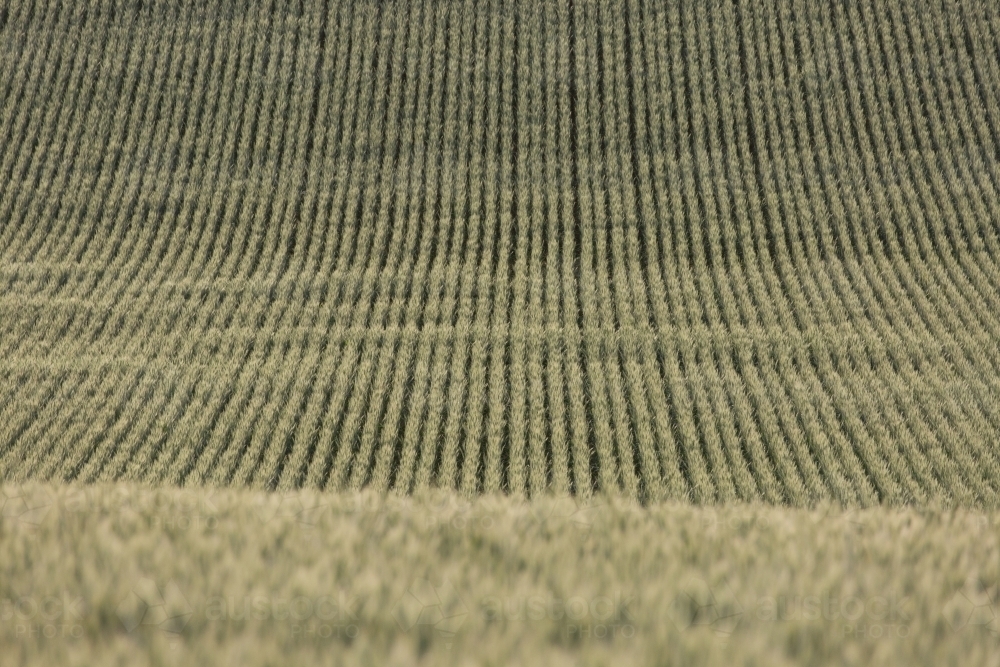 Backlit green heads of wheat - Australian Stock Image
