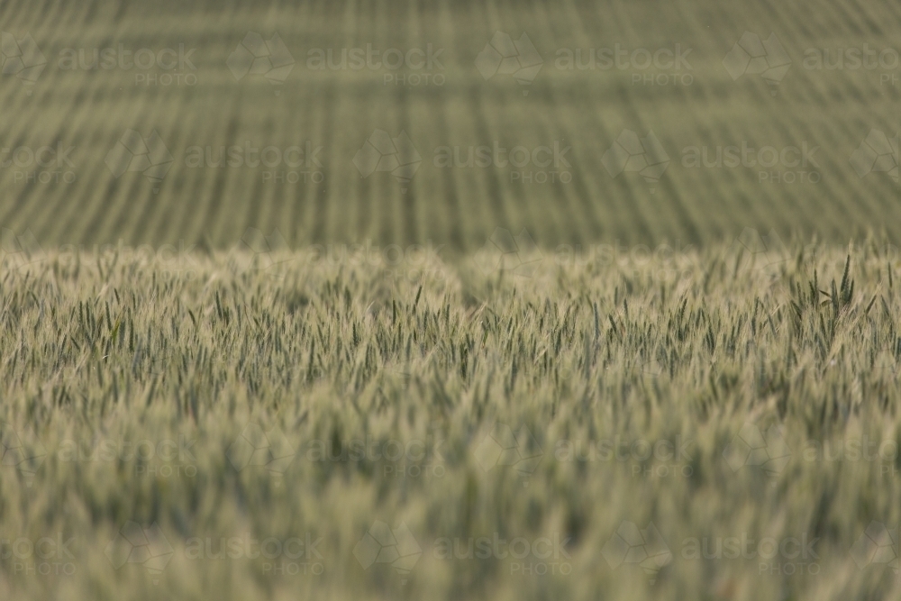 Backlit green heads of wheat - Australian Stock Image