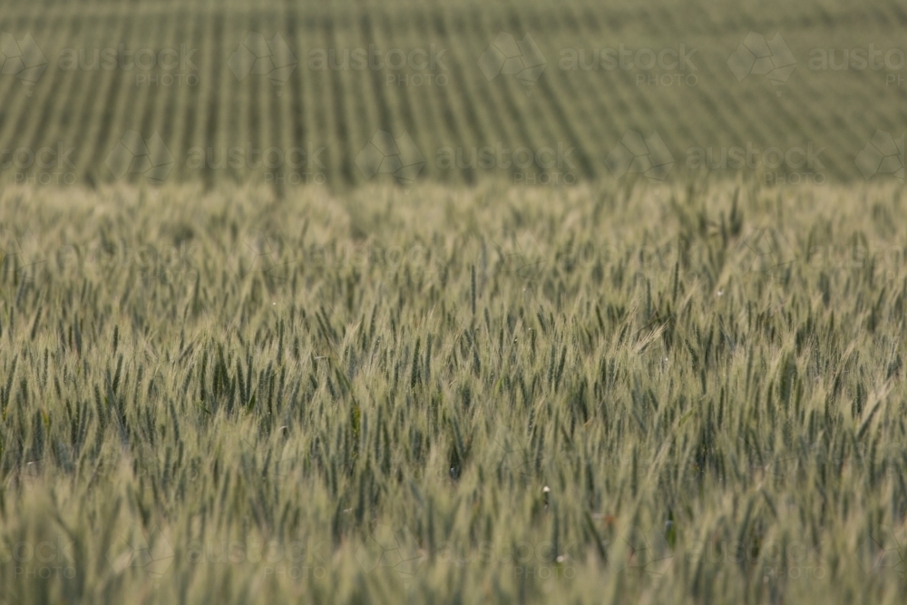 Backlit green heads of wheat - Australian Stock Image