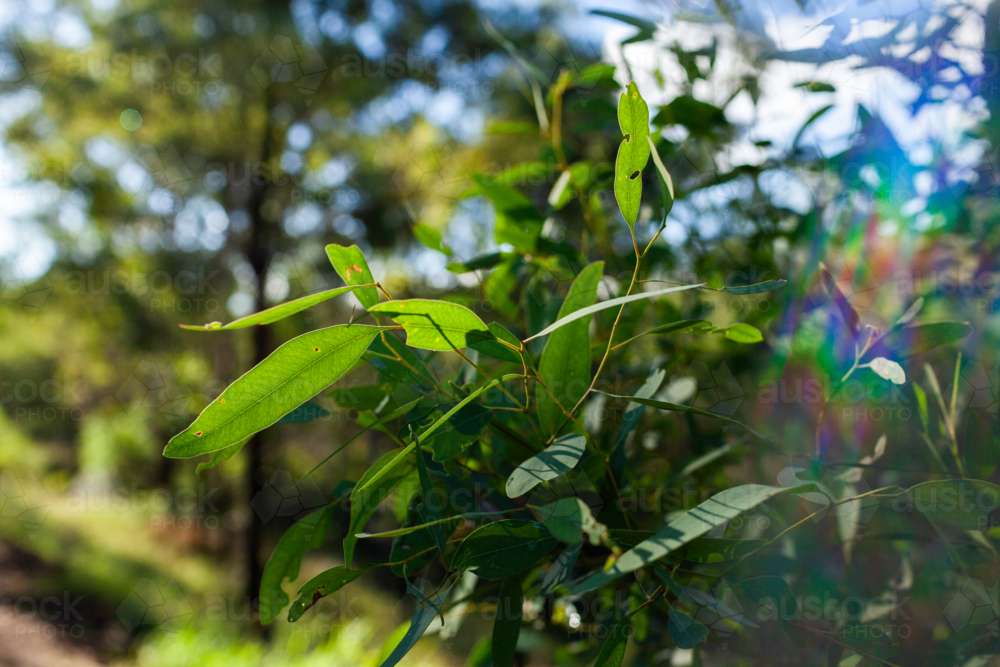 Backlit green native eucalyptus gum tree leaf in sunlight - Australian Stock Image