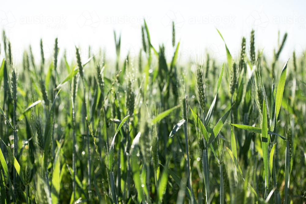 Backlit green wheat field with morning dew drops - Australian Stock Image