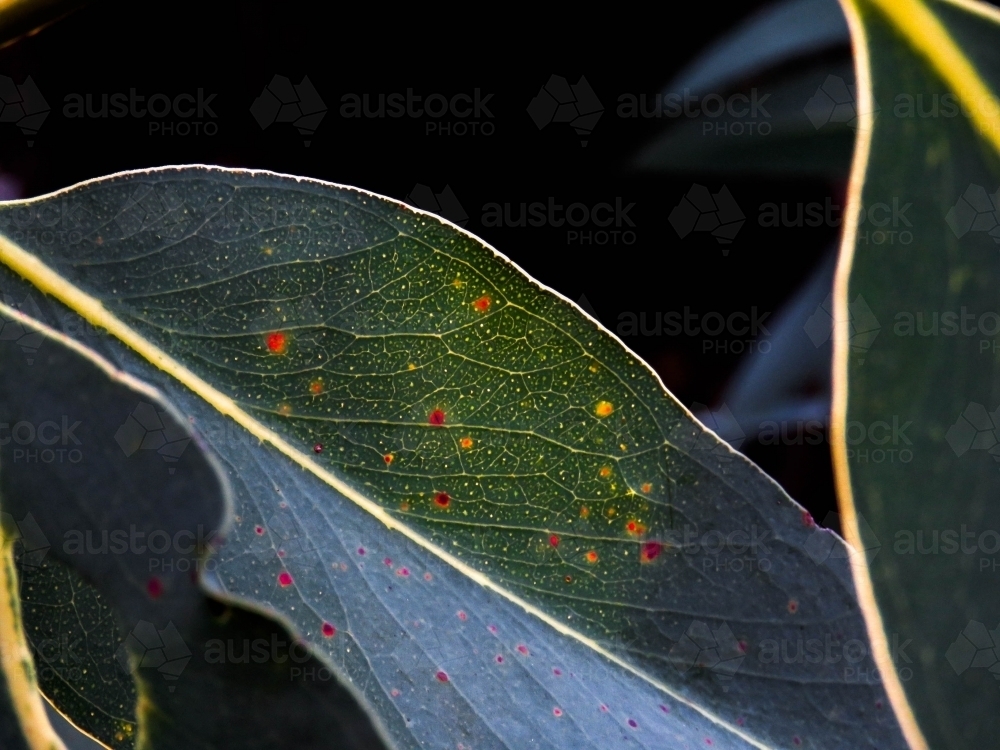 Backlit gumleaf with yellow and red age spots - Australian Stock Image