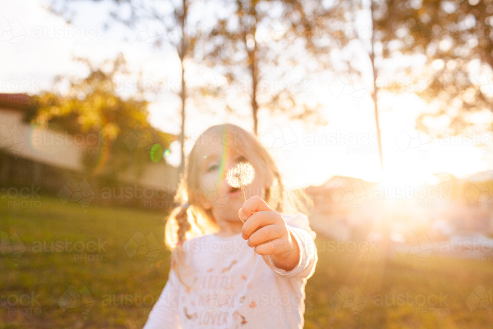 Backlit little girl with messy hair blowing dandelion seed head to make a wish - Australian Stock Image