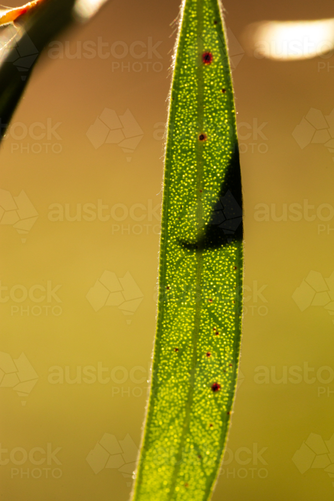 backlit macro details of green bottlebrush plant leaf close up showing veins - Australian Stock Image