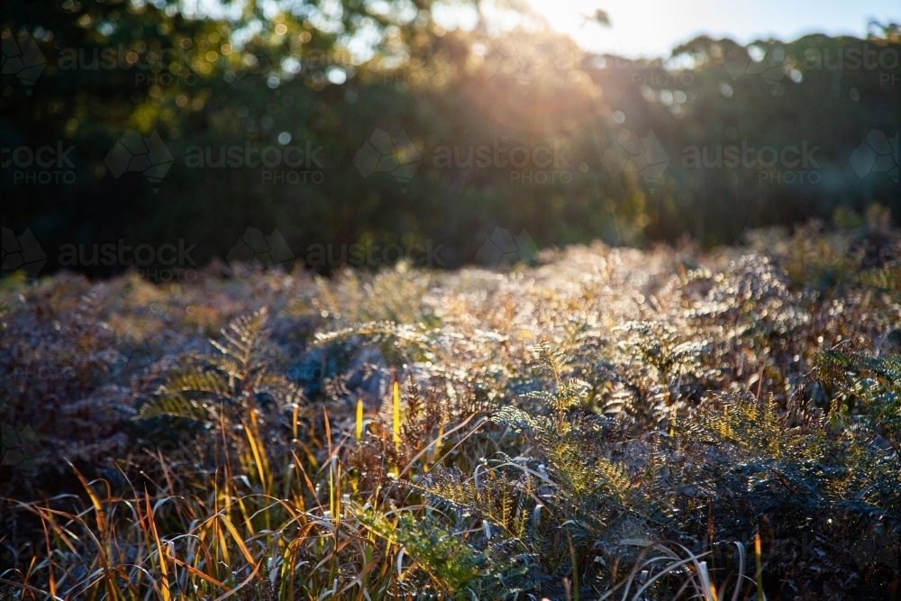 Backlit native ferns and grass in natural bushland - Australian Stock Image