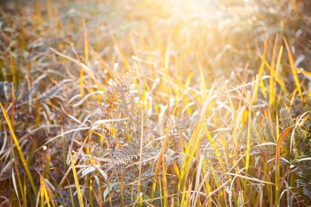 Backlit native ferns and grass in natural bushland - Australian Stock Image