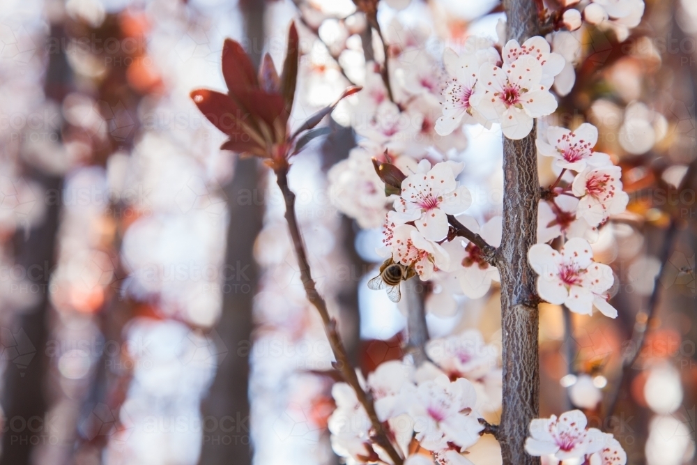 Backlit ornamental plum blossom in spring - Australian Stock Image
