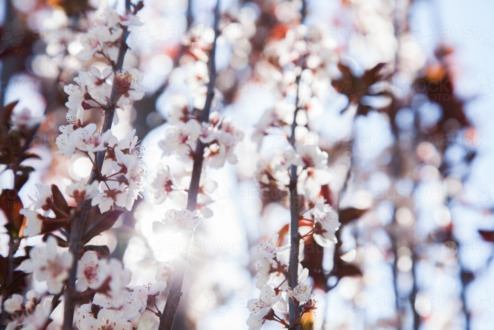 Backlit ornamental plum blossom in spring - Australian Stock Image