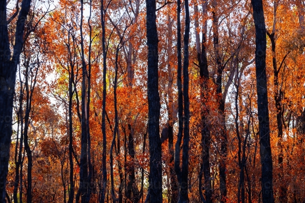 backlit photo of burnt forest area of blackened tree trunks and orange leaves - Australian Stock Image