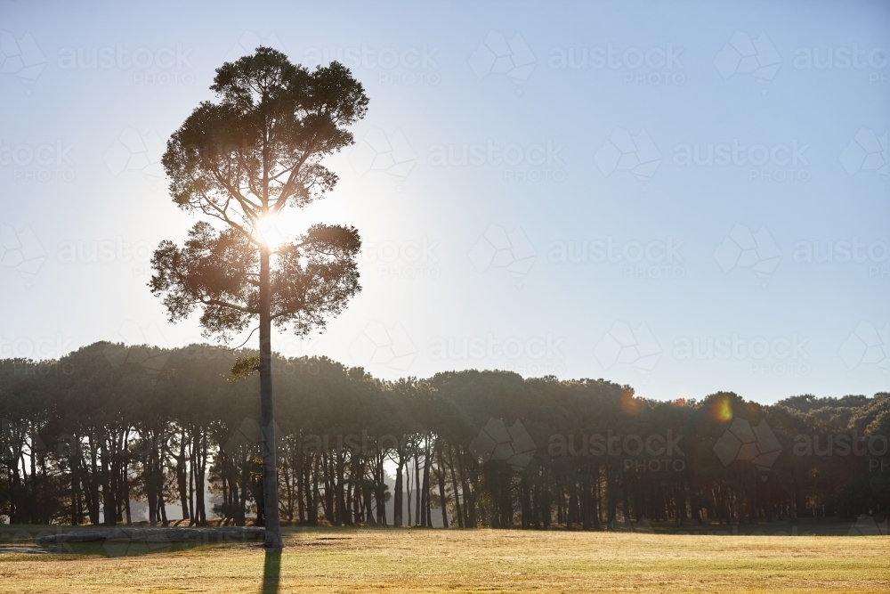 Backlit pine tree at the edge of a forest - Australian Stock Image