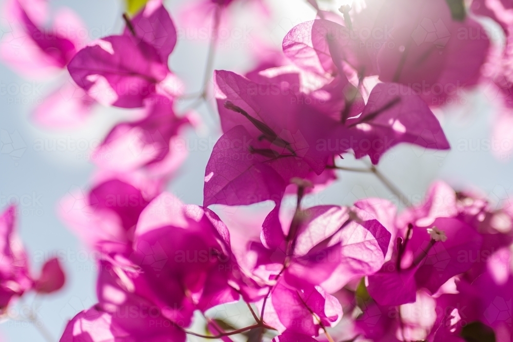 Backlit pink bougainvillea with sun flare - Australian Stock Image