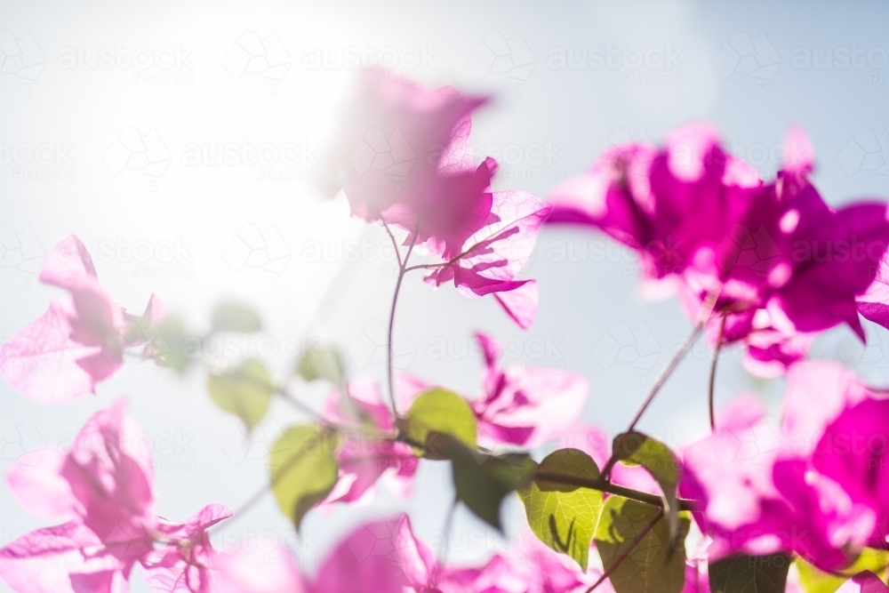 Backlit pink bougainvillea with sun flare - Australian Stock Image