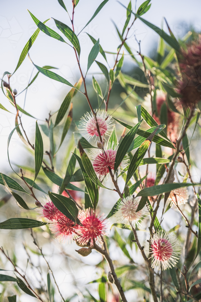 backlit pink hakea : Austockphoto backlit pink hakea - Australian Stock Image