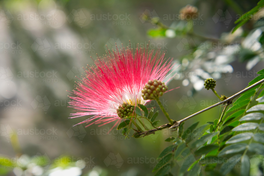Backlit pink powder puff lily pilly flower - Australian Stock Image