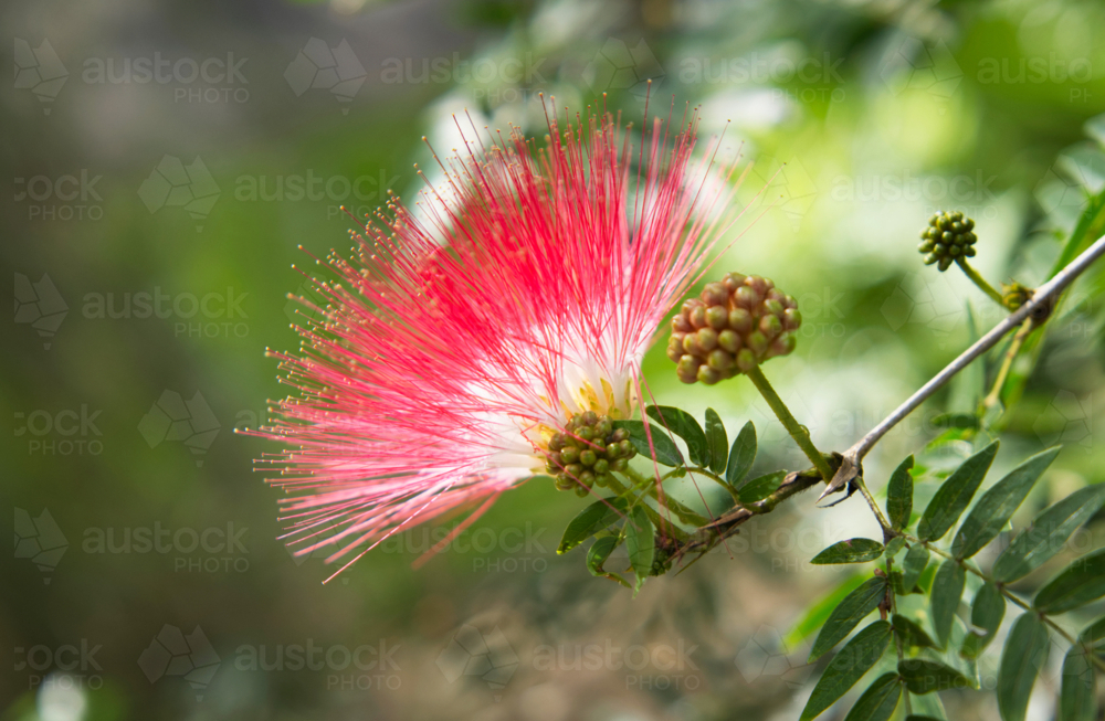 Backlit powderpuff Lilypilly red flower - Australian Stock Image