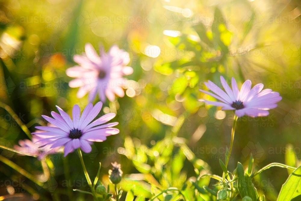 Backlit purple blue eyes daisy in garden - Australian Stock Image