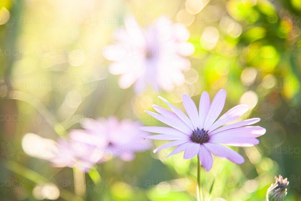 Backlit purple blue eyes daisy in garden - Australian Stock Image