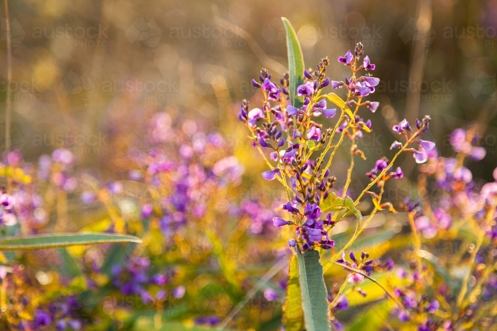 Backlit purple happy wanderer flowers - Australian Stock Image
