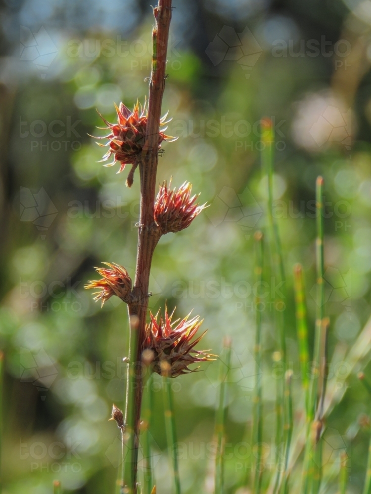 Backlit spikey Sheoak flowers with green bokeh foliage - Australian Stock Image