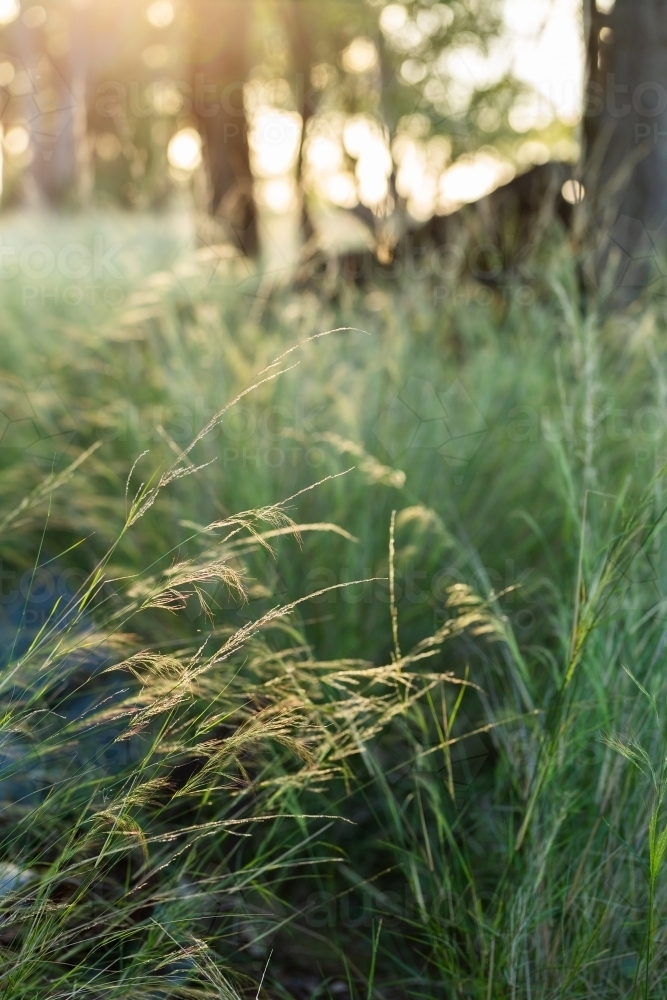Image of Backlit stalks of long green grass in farm paddock with