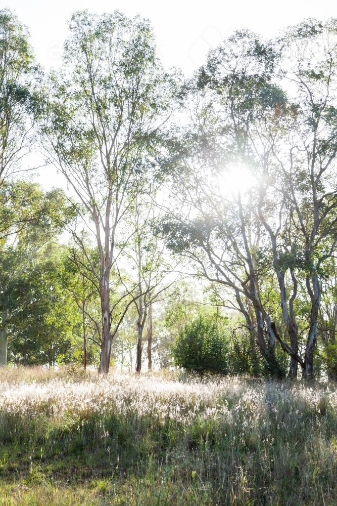 Backlit tree with rays of morning light shining through to paddock - Australian Stock Image