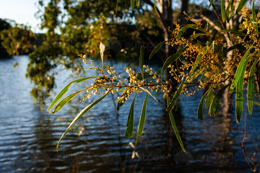 backlit wattle blooms on native tree twig over lake waters - Australian Stock Image