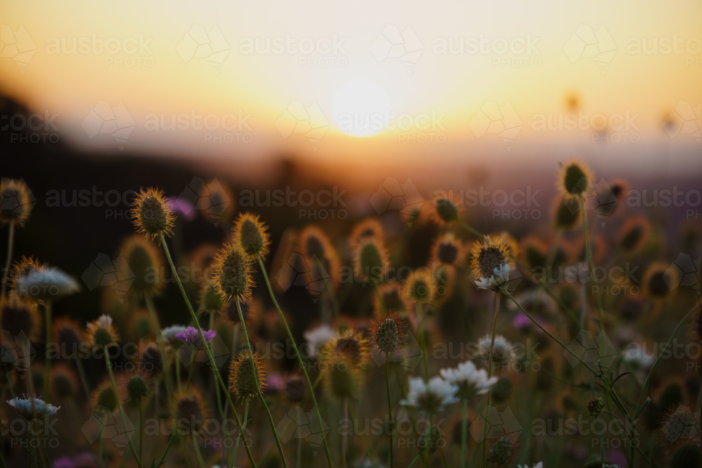 Backlit Wildflowers Glowing in the Golden Sunset Light - Australian Stock Image