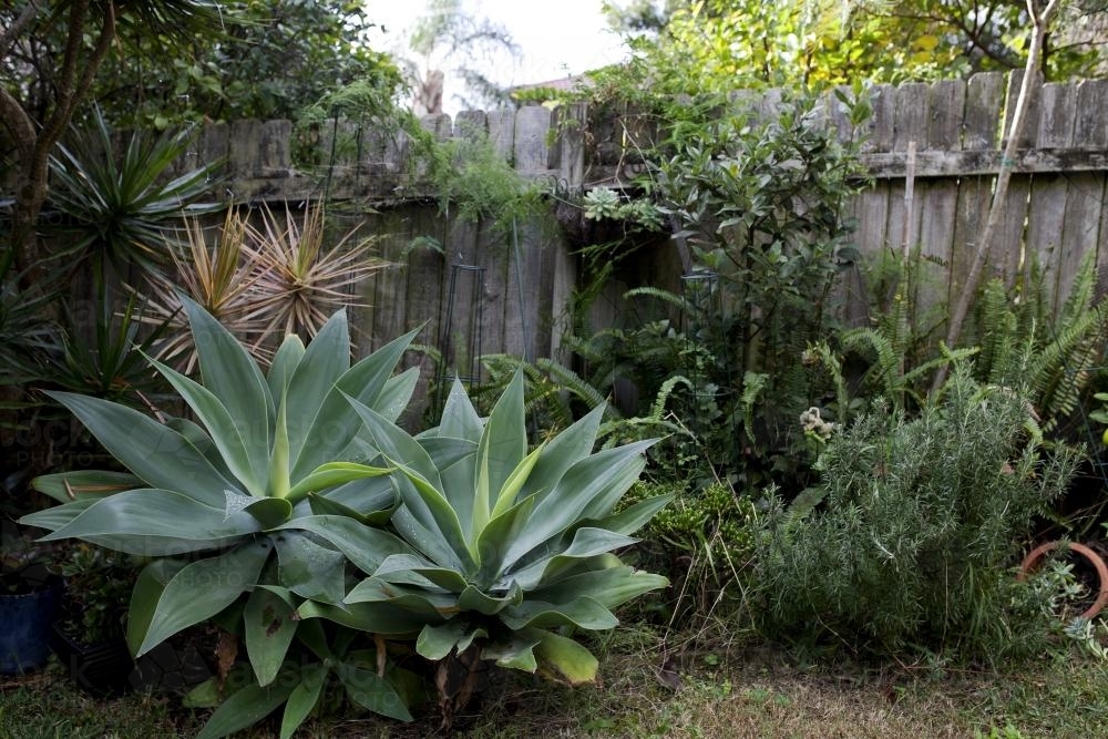 Backyard garden and fence - Australian Stock Image