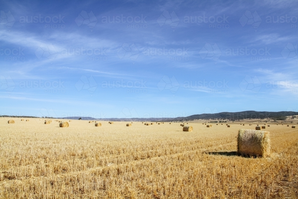 Bales of hay - Australian Stock Image