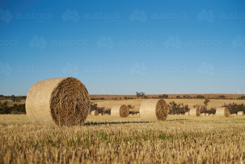 Bales of hay freshly rolled in a paddock. - Australian Stock Image