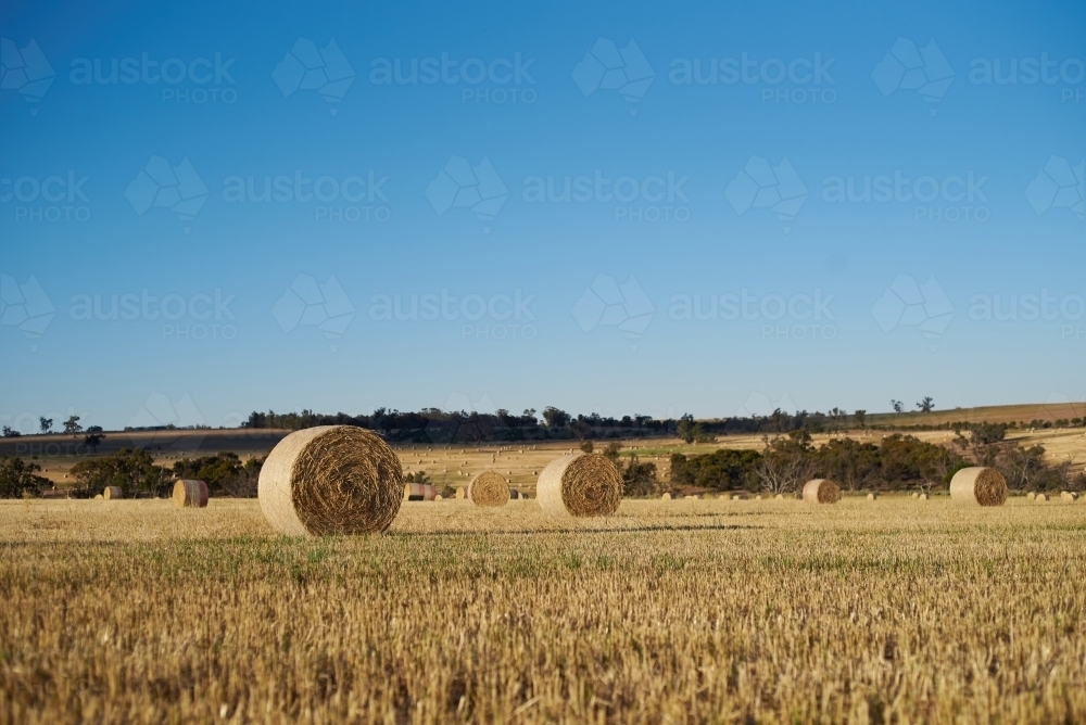 Bales of hay in a freshly harvested paddock. - Australian Stock Image