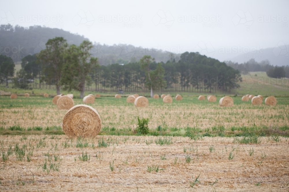 Bales of hay in a paddock - Australian Stock Image