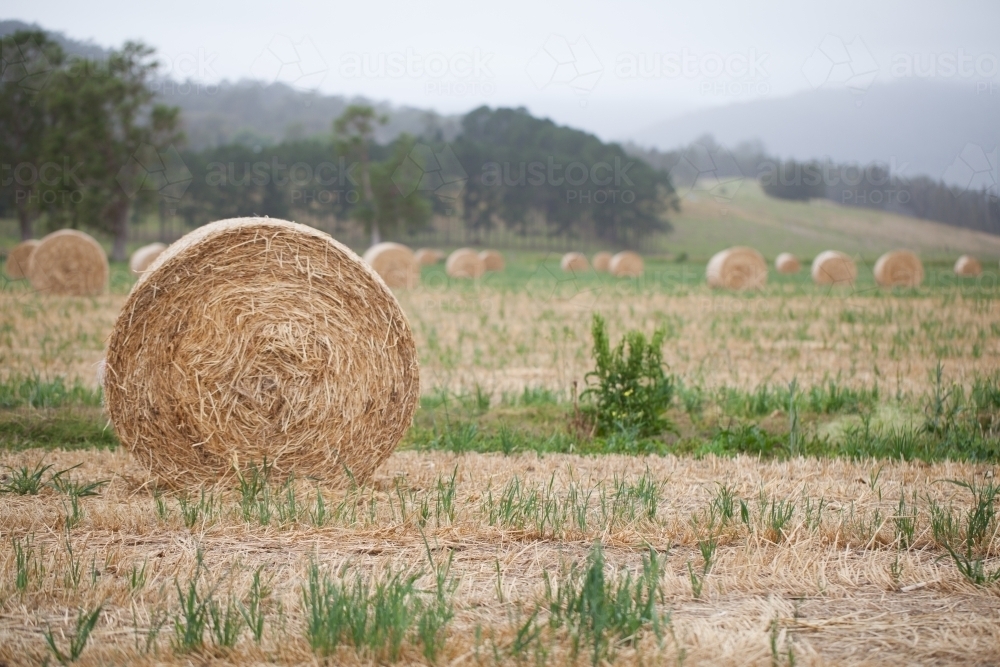 Bales of hay in a paddock - Australian Stock Image