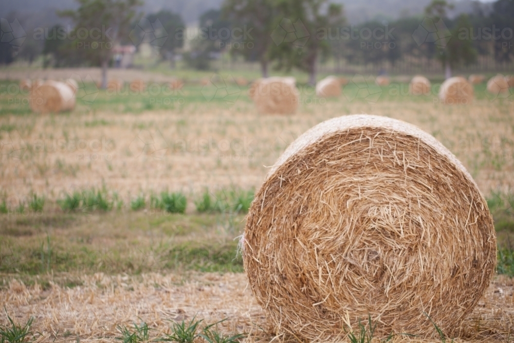 Bales of hay in a paddock - Australian Stock Image