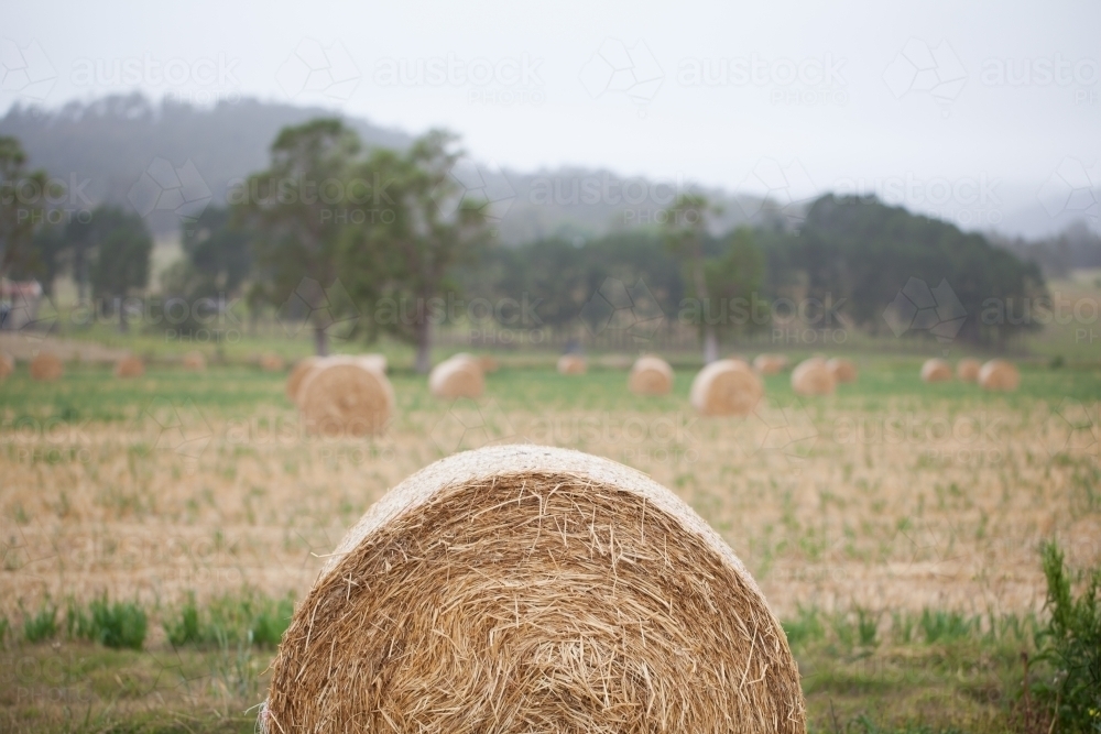 Image of Bales of hay in a paddock Austockphoto Image of Bales of hay in a paddock Austockphoto