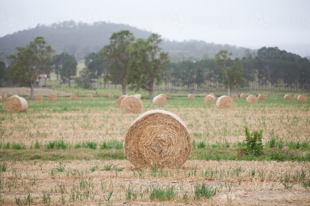 Bales of hay in a paddock - Australian Stock Image
