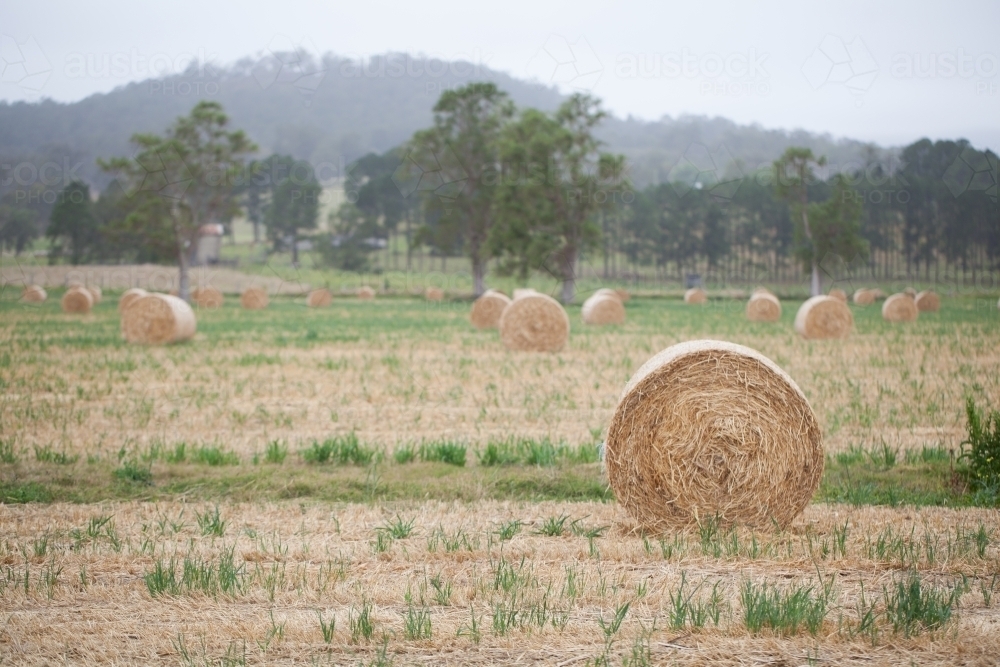 Bales of hay in a paddock - Australian Stock Image