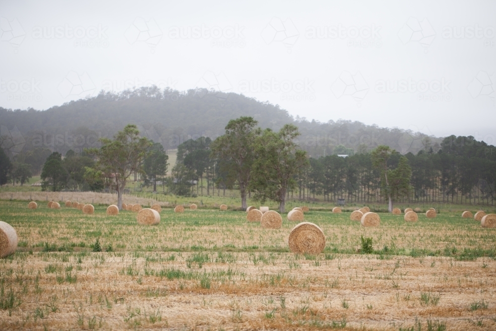 Bales of hay in a paddock on a misty morning - Australian Stock Image