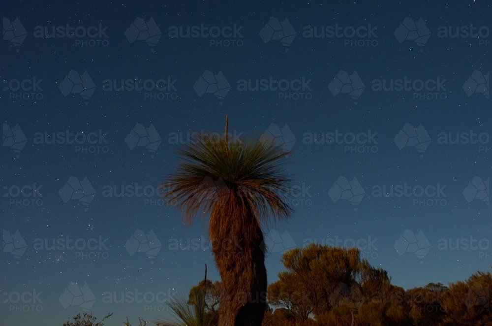 Balga or Grasstree Under Starry Skies : Austockphoto Balga or Grasstree Under Starry Skies - Australian Stock Image