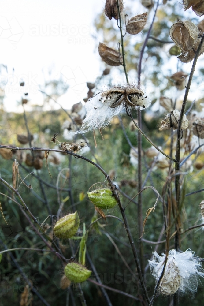 Balloon cotton bush weed (Gomphocarpus physocarpus) - Australian Stock Image