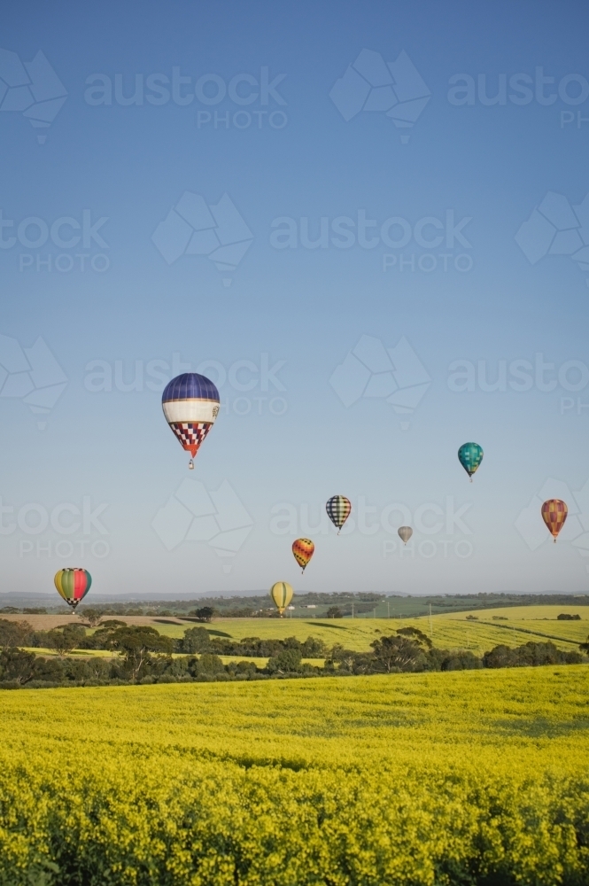 Ballooning over a canola crop in Avon Valley in Western Australia - Australian Stock Image