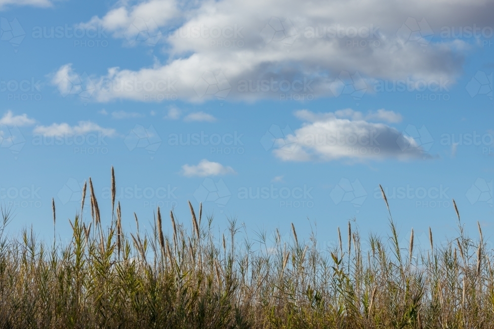bamboo flowers under fluffy clouds in blue sky - Australian Stock Image